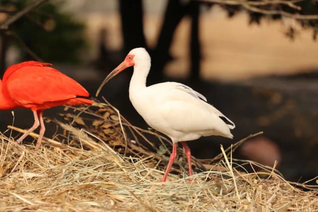 White Ibis