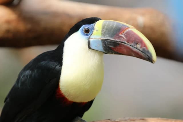 White-throated Toucan