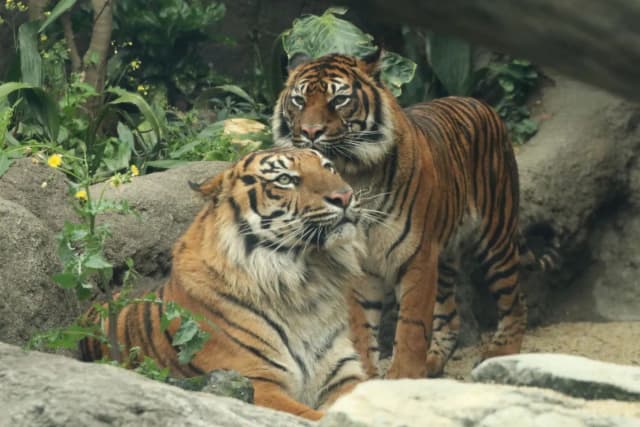 Sumatran Tiger