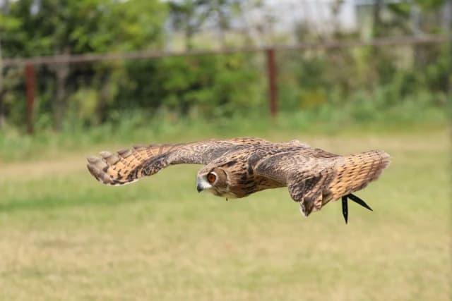 Turkmenian Eagle Owl