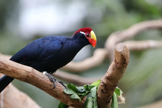 Violet Turaco