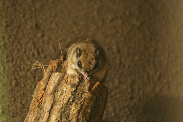Japanese Flying Squirrel