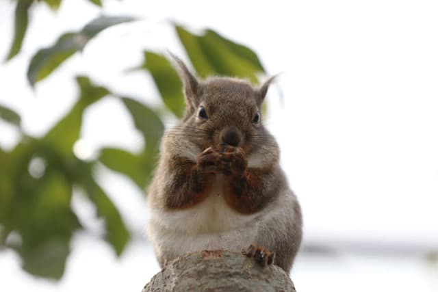 Japanese Squirrel