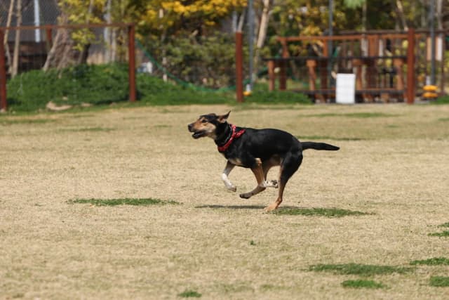 Dog (Domestic) New Zealand Hountaway