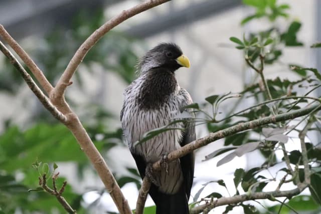 Western Plantain-eater