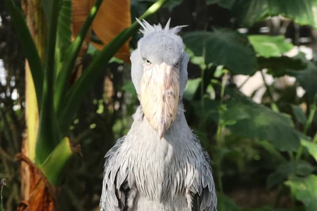 Shoebill