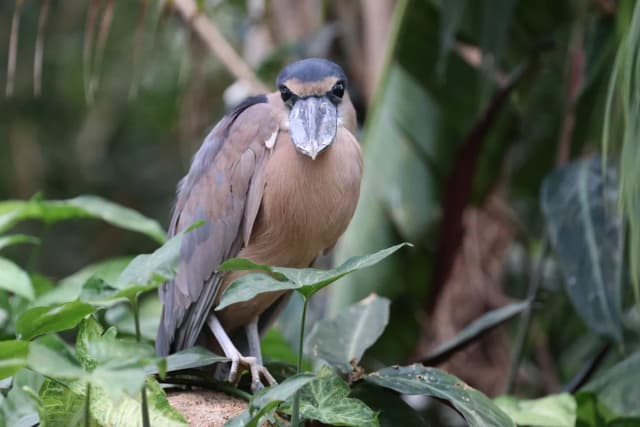 Boat-billed Heron