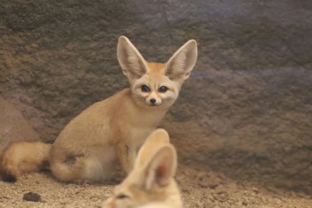 Fennec Fox