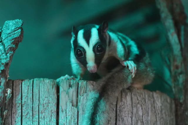 Striped Possum