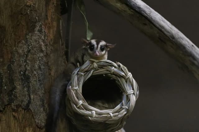 Sugar Glider