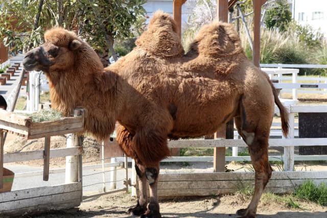 Bactrian Camel