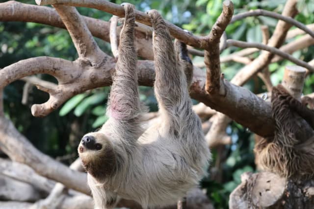 Linnaeus Two-toed Sloth