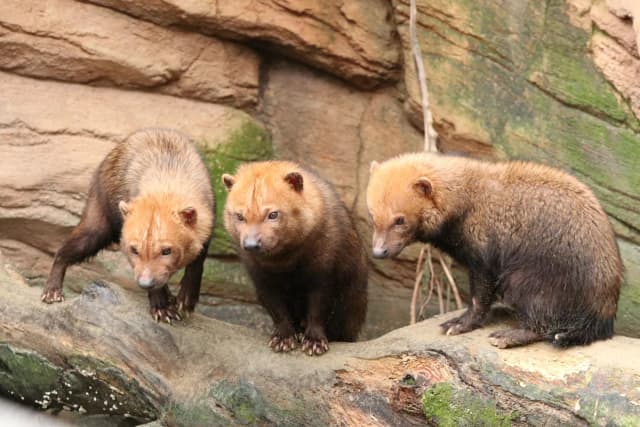 Bush Dog