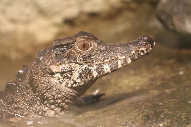 Smooth-fronted Caiman