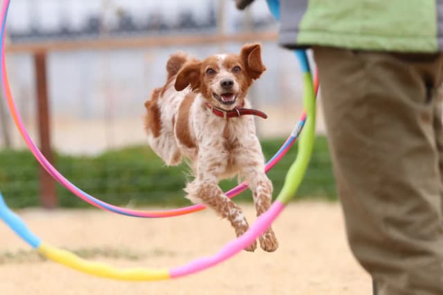 Brittany Spaniel
