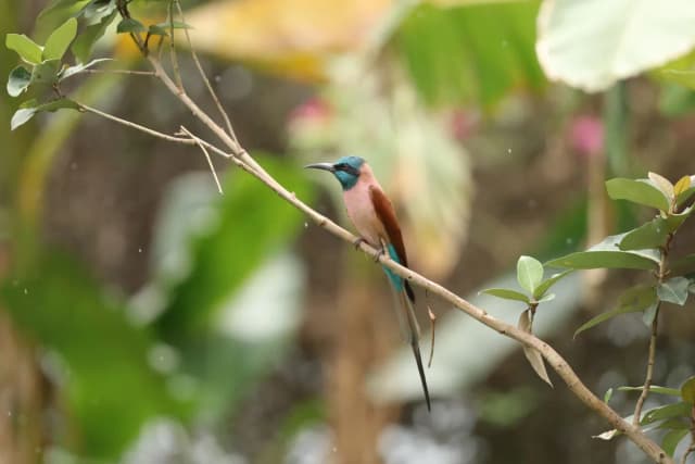 Northern Carmine Bee-eater