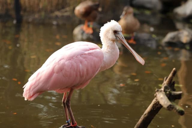 Roseate Spoonbill