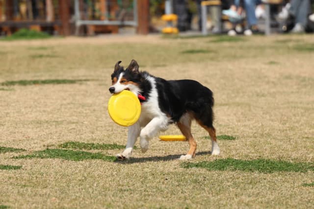 Dog (Domestic) Border Collie