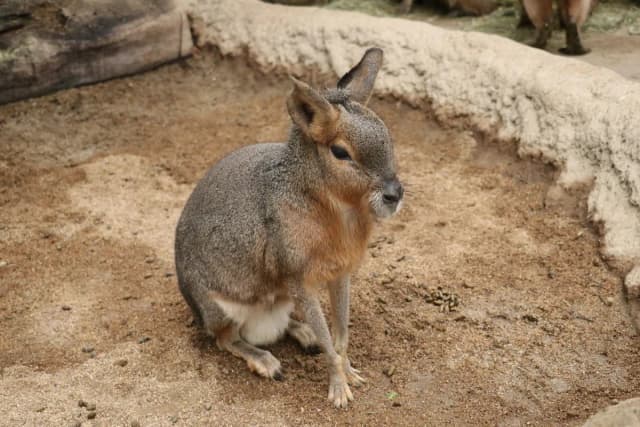 Patagonian Mara