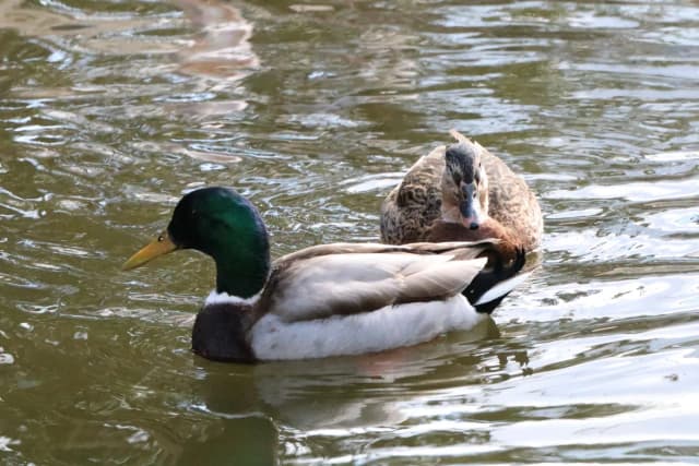 Mallard
