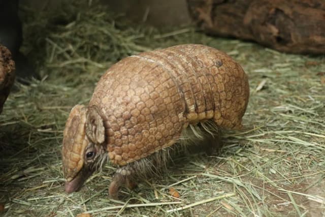 Southern Three-banded Armadillo