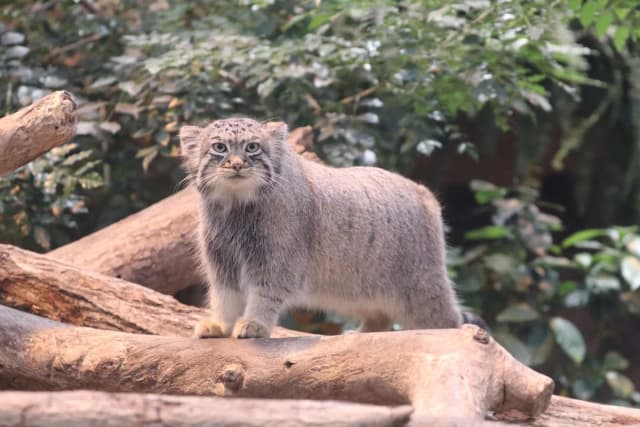 Pallas’s Cat