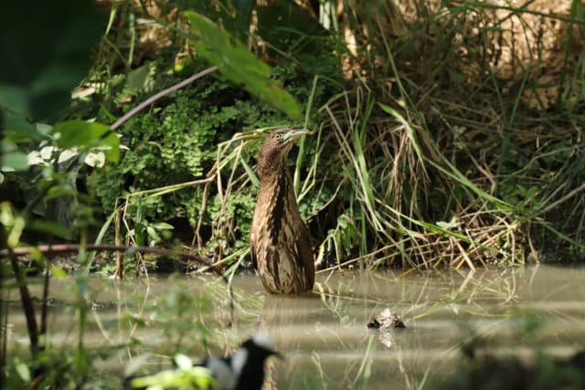 Japanese Night-heron