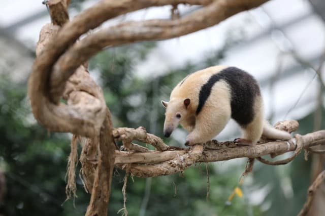Southern Tamandua