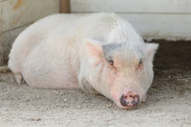 Miniature Pig