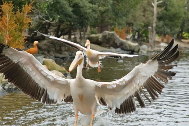 Great White Pelican