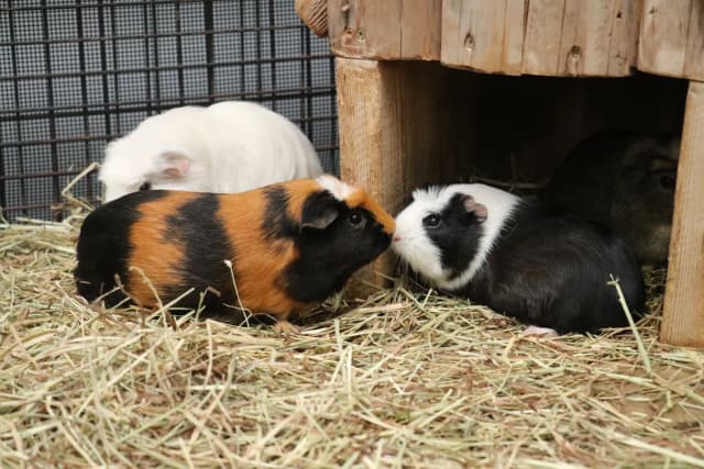 Guinea Pig