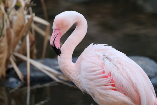 European Greater Flamingo