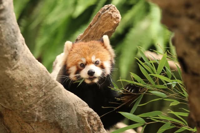 Red Panda