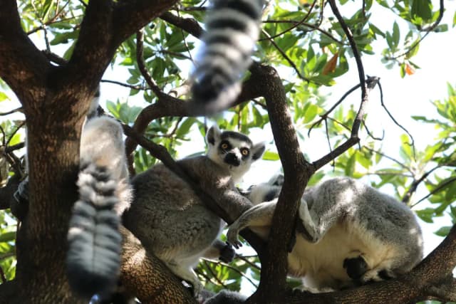 Ring-tailed Lemur