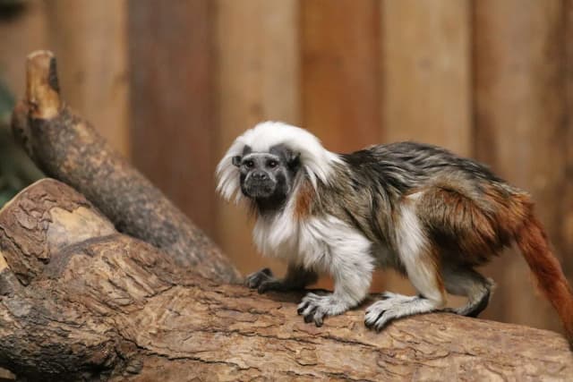 Cottontop Tamarin