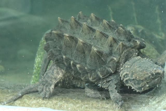 Alligator Snapping Turtle
