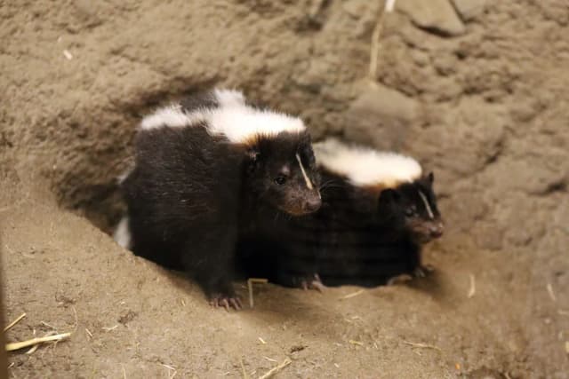 Striped skunk