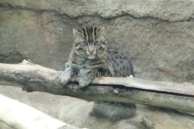 Fishing Cat