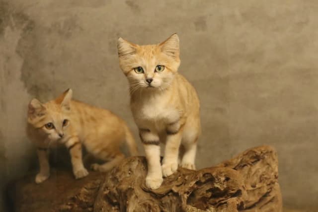 Sand Cat