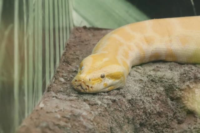 Burmese Python