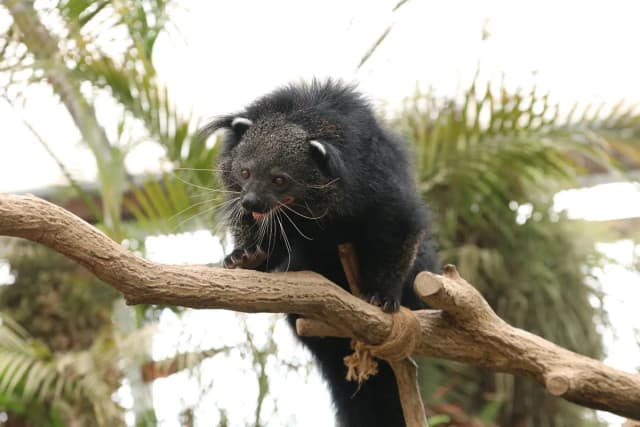 Binturong