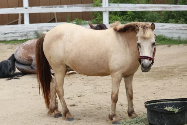 Horse (Domestic) Pony