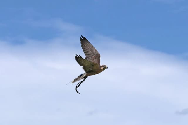 Lanner falcon
