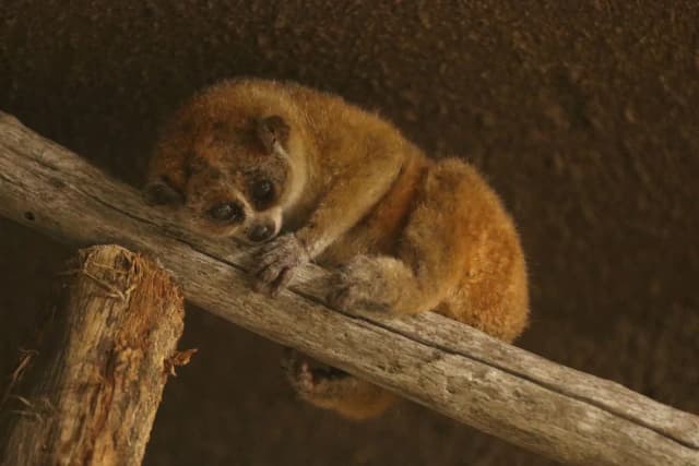 Pygmy Slow Loris