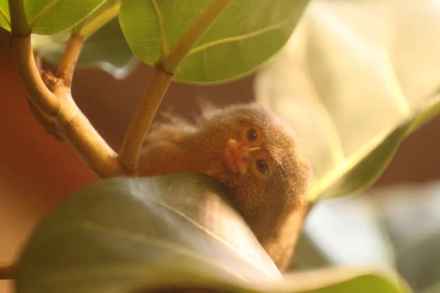 Pygmy Marmoset