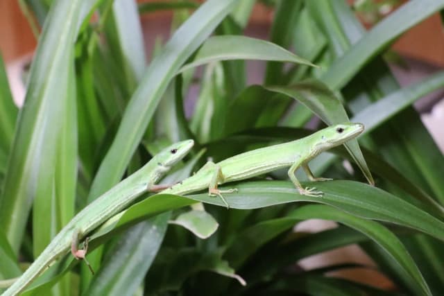 Miyako grass lizard