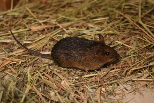Amami spiny rat