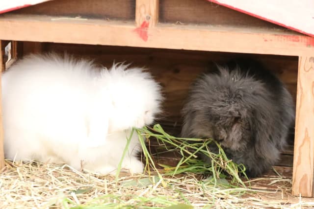 American Fuzzy Lop
