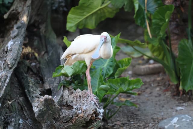African Spoonbill