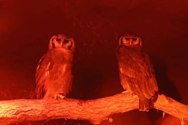 Verreaux's Eagle Owl